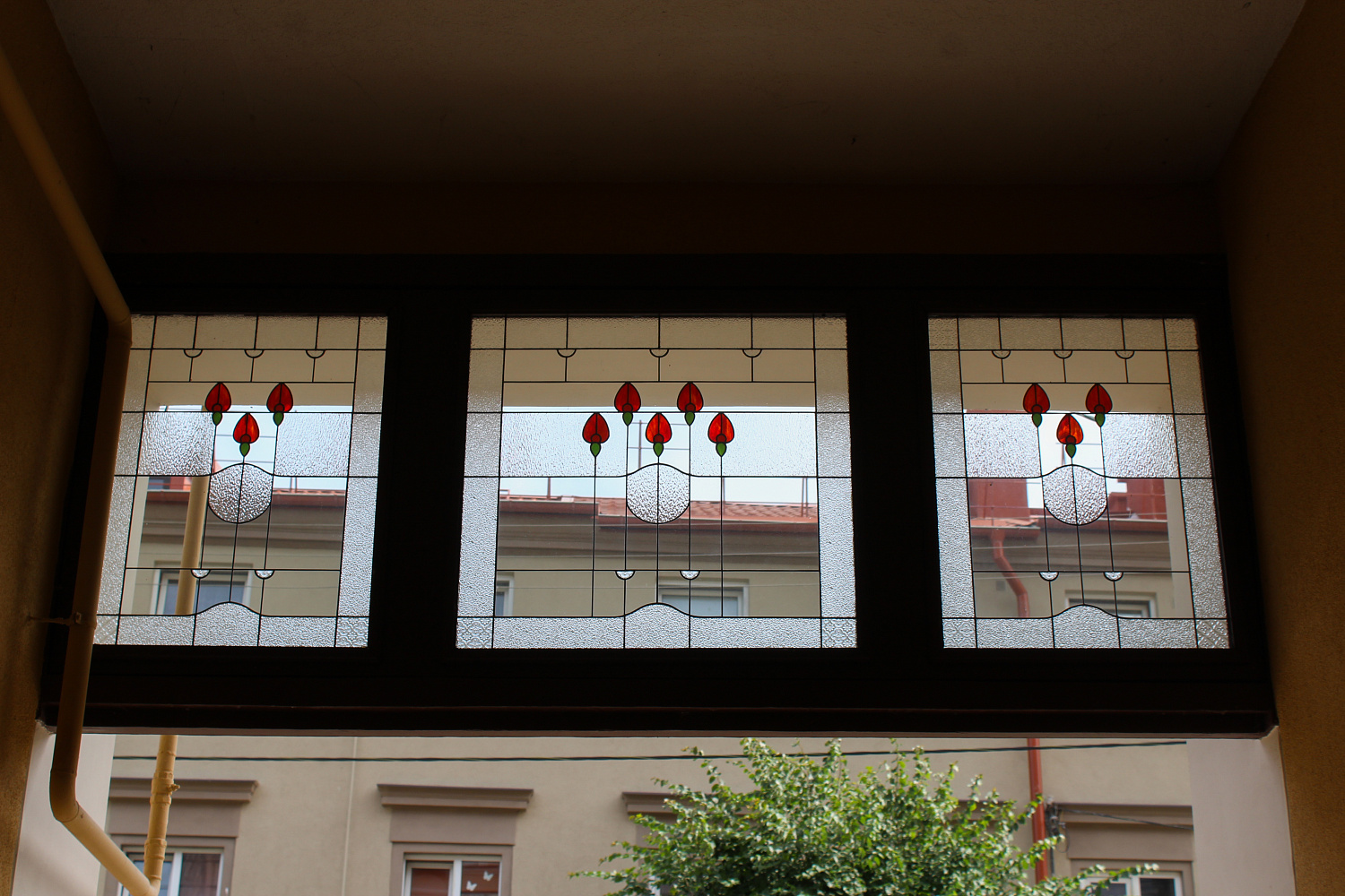 Тюльпаны возвращаются